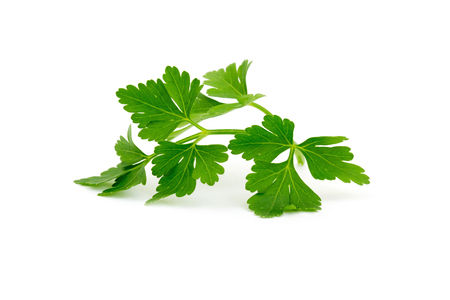 parsley isolated on whiteの写真素材
