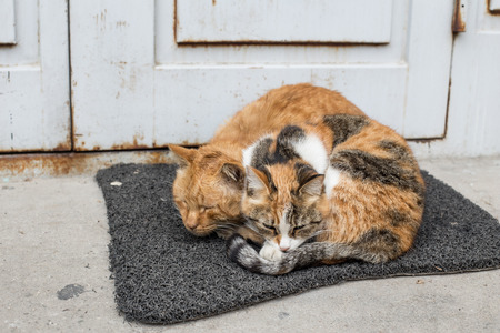 two cats live together on the street