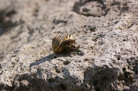 Snail getting ready 