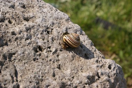Snail