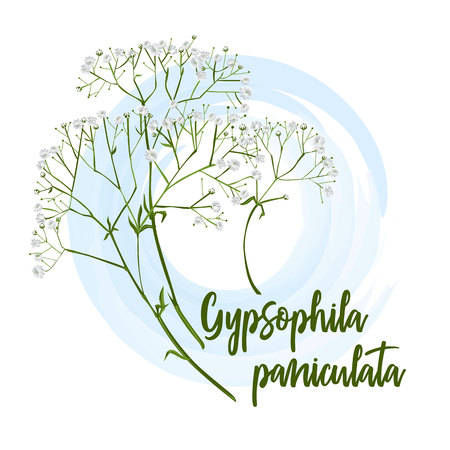 Decorative flower gypsophila for bride bouquets, wedding cards, banners, and posters, Also suitable for textile prints.のイラスト素材