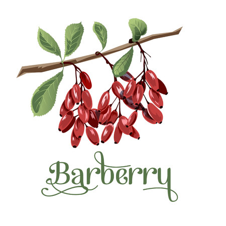 Barberry for labels, posers, postcards and others.のイラスト素材