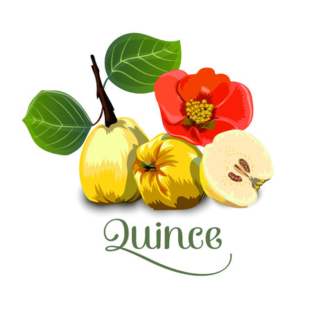 Quince, isolated image on white background for packing, textiles, greeting cards, labels and much more.のイラスト素材
