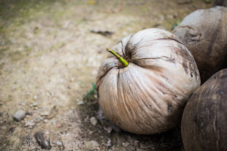 coconut.の写真素材