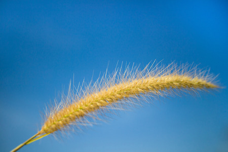 feather pennisetum.の写真素材