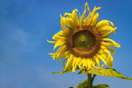 sunflower.の写真素材