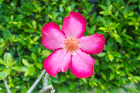 azalea flowers.の写真素材
