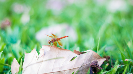 Dragonfly on grass.の写真素材