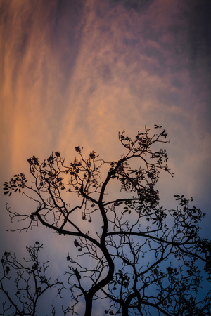 Dark tree in evening.の写真素材