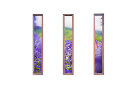 flower outside the window on white background.の写真素材