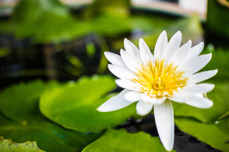 White Lotus (Selective focus of lotus pollen.)の写真素材