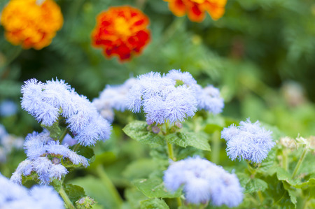 Natural  landscaping in home garden and summer flowers