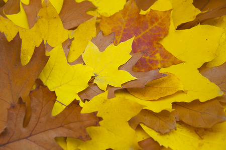 Colorful autumn decorations with leaves - fall leafs backgroundの写真素材