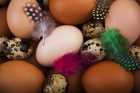 Chicken and quail eggs with feathers - food backgroundの写真素材