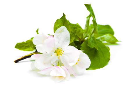 Beautiful apple blossom isolated on a white wooden backgroundの写真素材