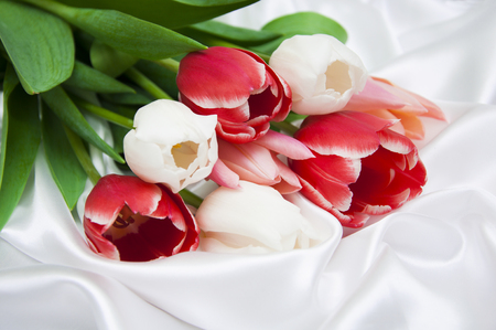 Bouquet of tulip flowers on a background of white silk fabricの写真素材