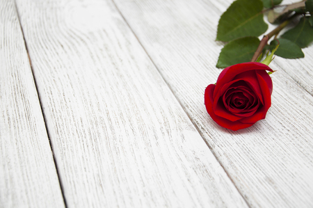 Beautiful one red rose on a white backgroundの写真素材