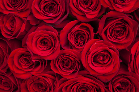 Beautiful red roses - flowers backgroundの写真素材