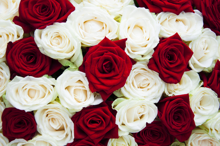 Beautiful roses - nature backgroundの写真素材