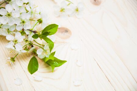 cherry blossom on a wooden backgroundの写真素材