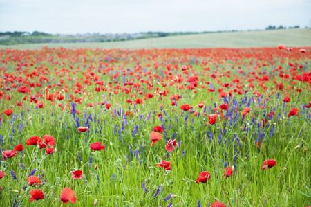red and violet beautiful poppy flower field backgroundの写真素材