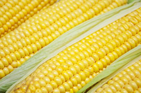 Fresh corn on the cob