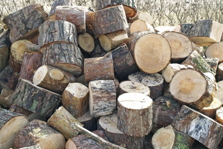 Wood pile