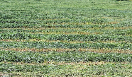 hay harvestの写真素材