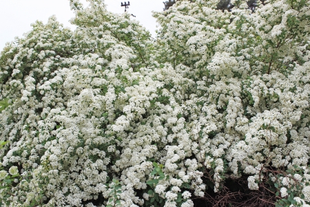 White flowering shrub Spirea aguta  Brides wreath  