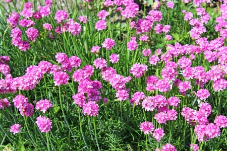 abstract violet flowers on fieldの写真素材