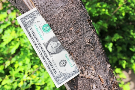  Money tree 	の写真素材