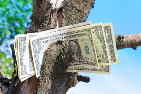  Money treeの写真素材