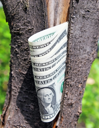  Money treeの写真素材