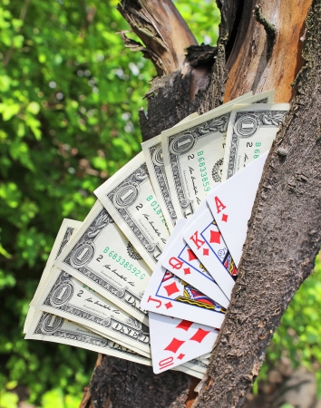 Money tree and playing cardsの写真素材