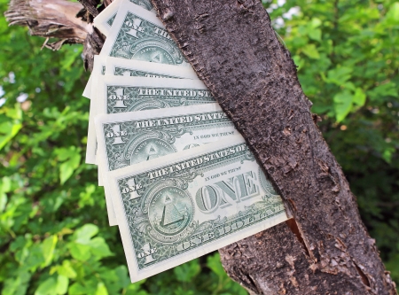  Money tree 	の写真素材