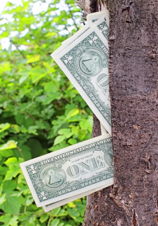 Money tree 	