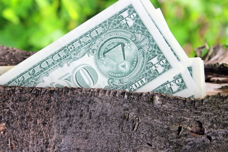  Money tree 	の写真素材