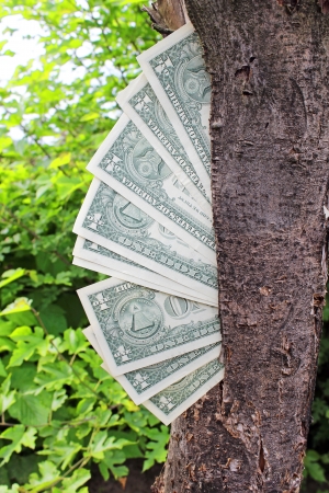  Money tree 	の写真素材