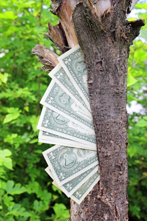  Money tree 	の写真素材
