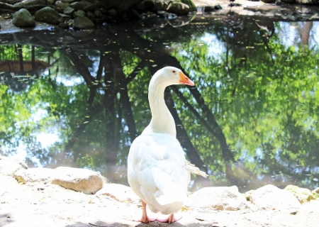 gooseの写真素材