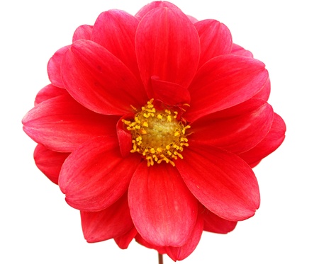 Red flower of dahliaの写真素材