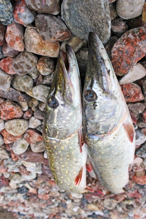 Fish pikeの写真素材