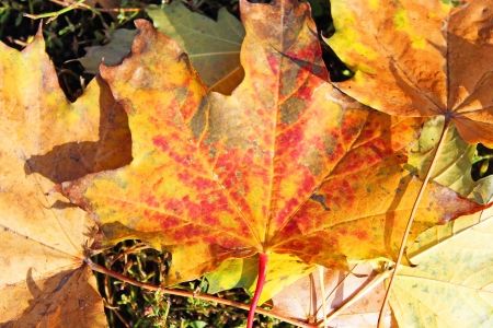Autumn leaves
