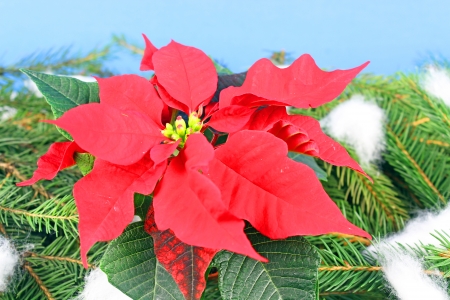 Poinsettia is a traditional Christmas Flower の写真素材