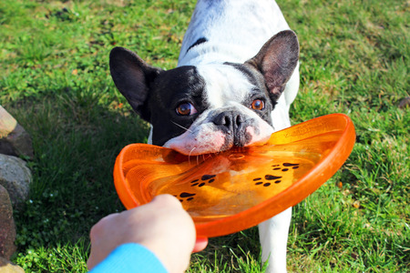 French Bulldogの写真素材