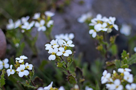 Beautiful white small flowers in the gardenの写真素材