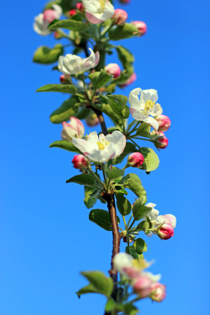 Blossoming apple treeの写真素材
