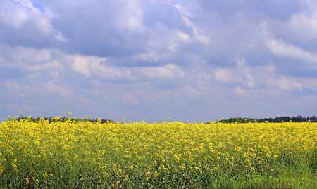 field of blooming yellow colza in summer day