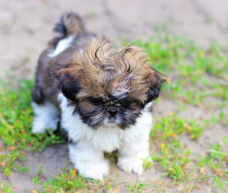 Young dog Shih Tzuの写真素材