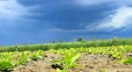 Tobbaco plantationの写真素材